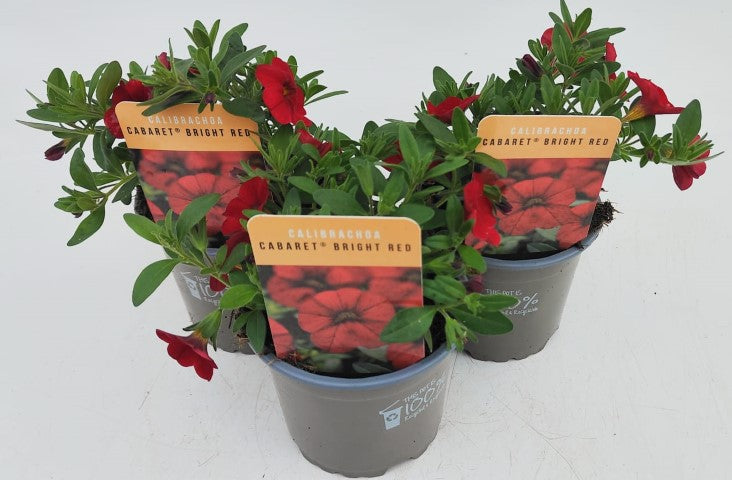 x3 Calibrachoa Cabaret Bright Red 10.5cm/9cm