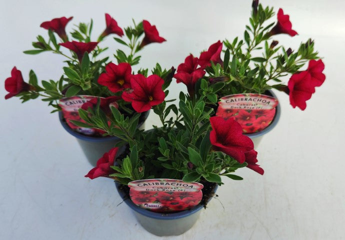 x3 Calibrachoa Cabaret Dark Rose 10.5cm/9cm