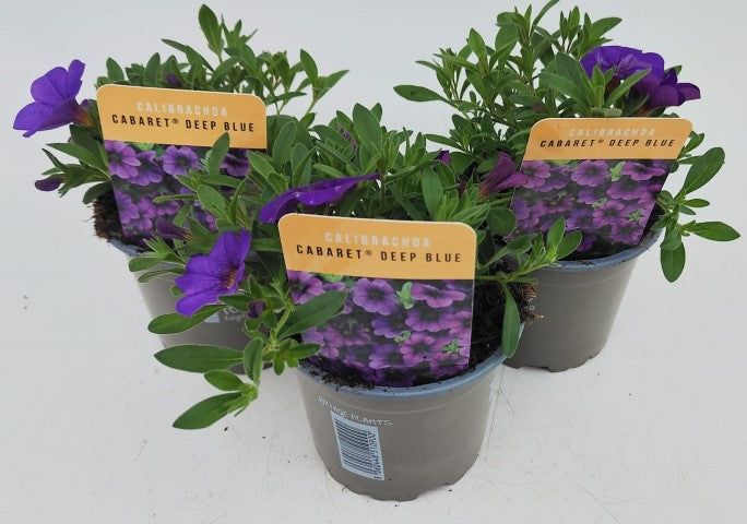 x3 Calibrachoa Cabaret Deep Blue 10.5cm/9cm