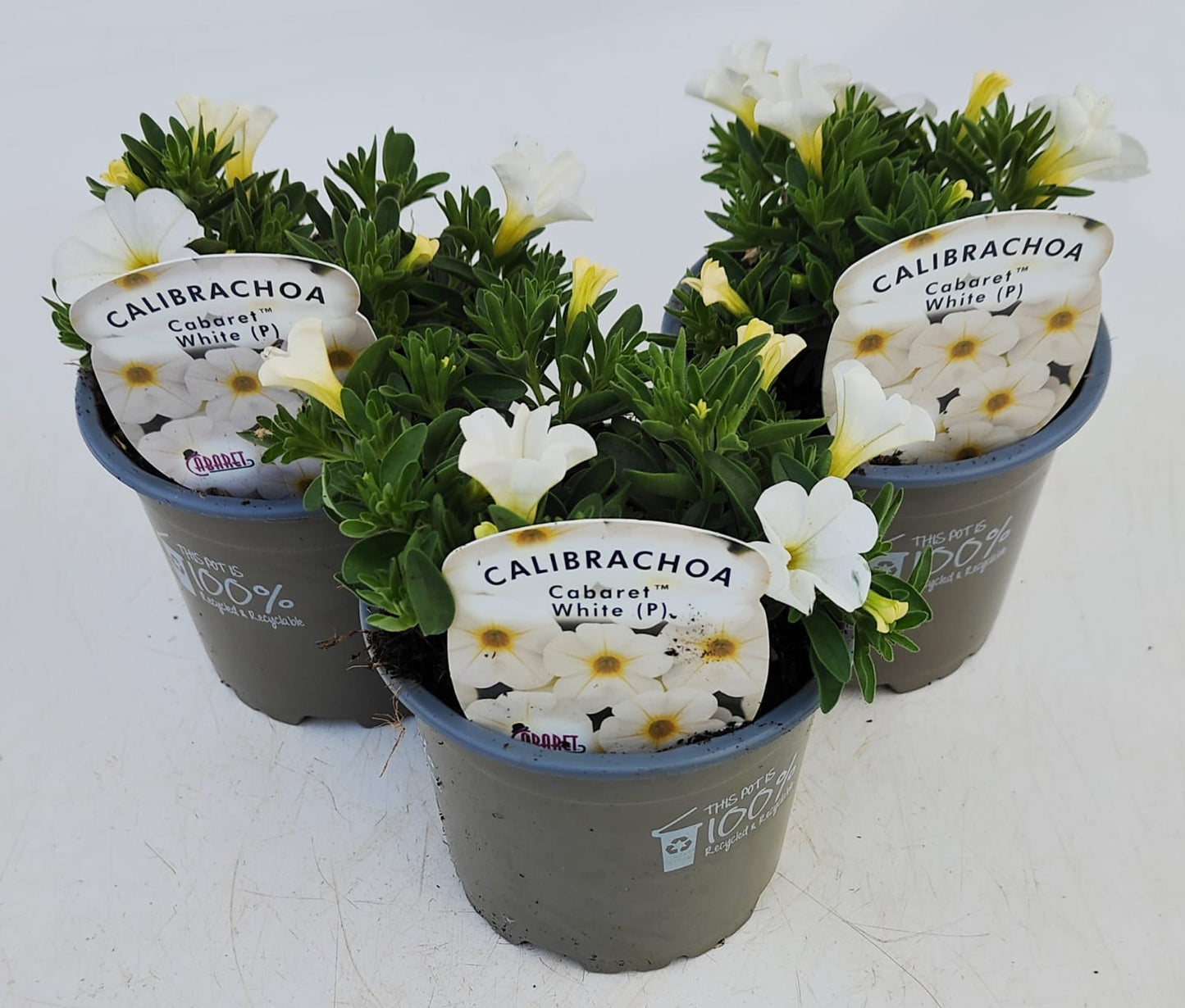 x3 Calibrachoa Cabaret White 10.5cm/9cm