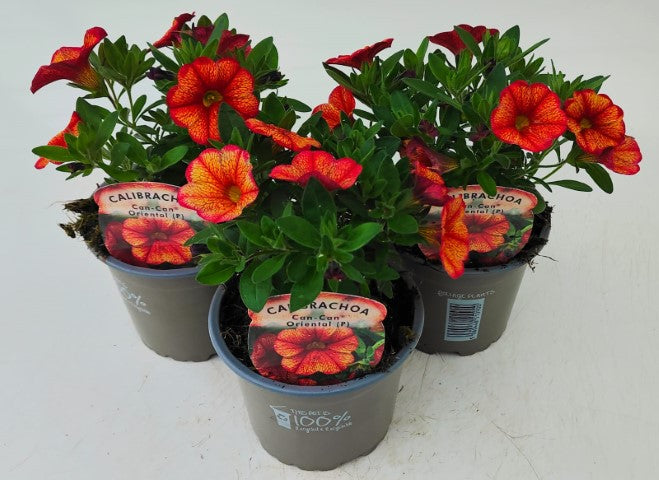 x3 Calibrachoa Can Can Oriental 10.5cm/9cm