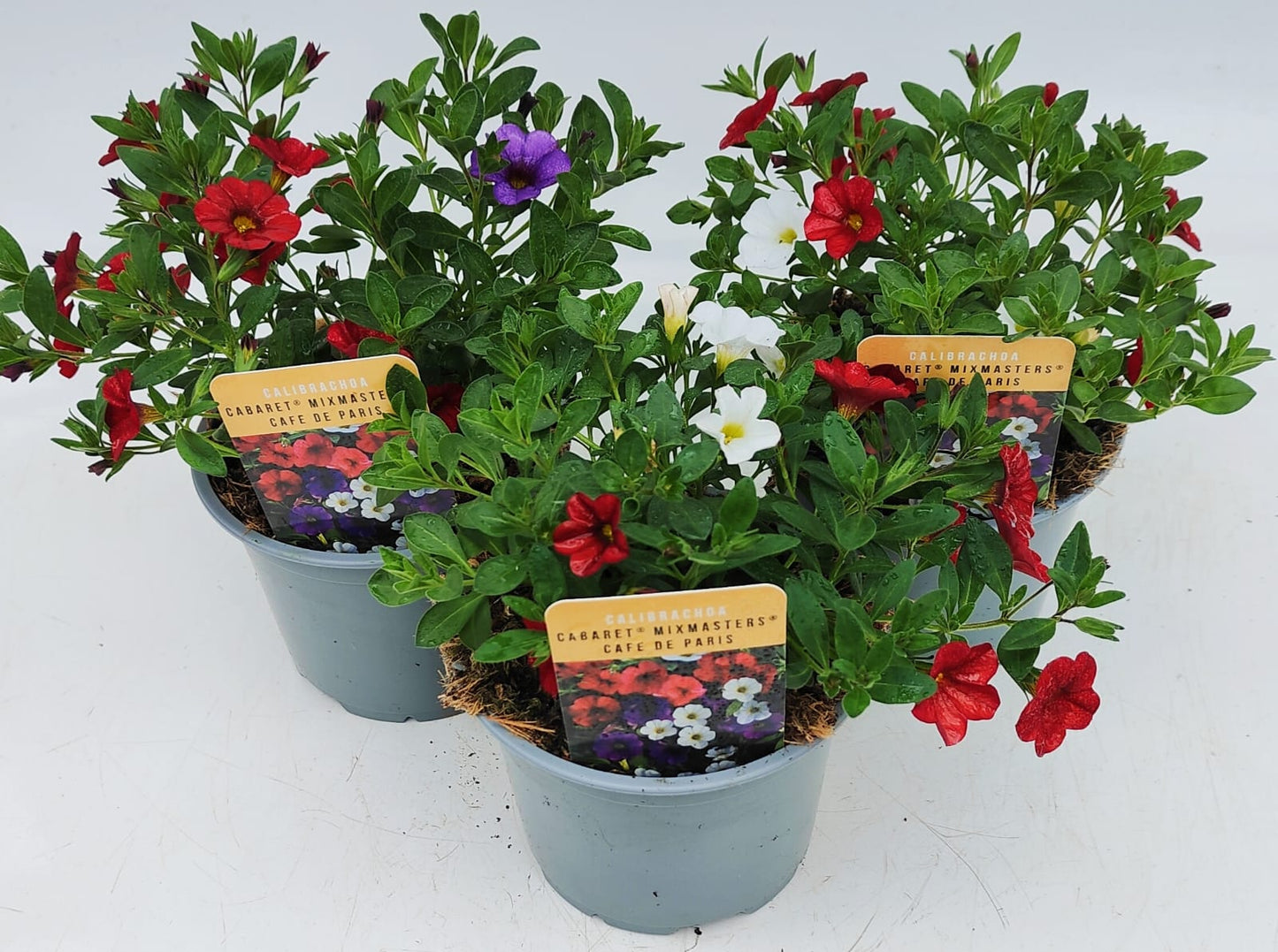 x2 Calibrachoa Mix Masters Cafe de Paris 13cm/1 Ltr
