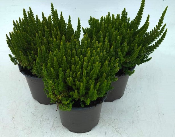 x3 Plants Calluna Skyline Barcelona (Heather) 10.5cm/9cm