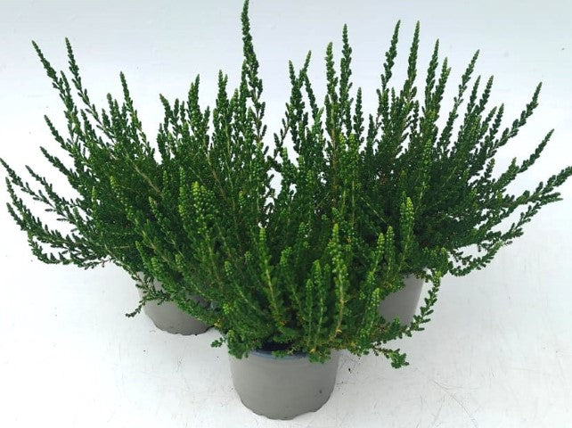 x3 Plants Calluna Veronique (Heather) 10.5cm/9cm