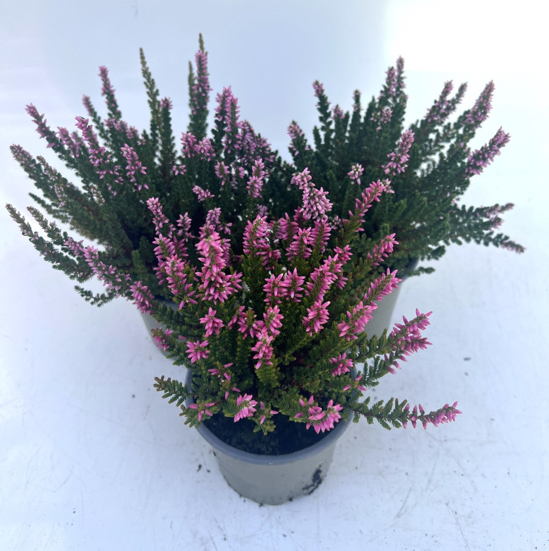 x3 Plants Calluna Pink (Heather) 10.5cm/9cm