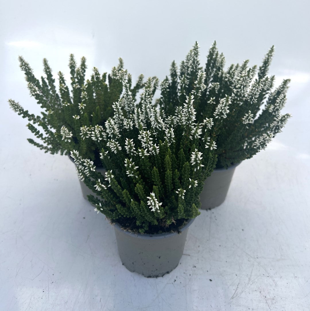 x3 Plants Calluna White (Heather) 10.5cm/9cm
