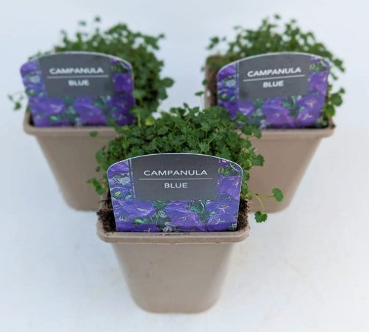 x2 Campanula Sago Blue 13cm/1 Litre