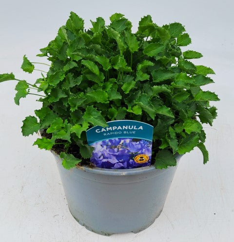 x1 Campanula Rapido Blue 19cm/3Ltr