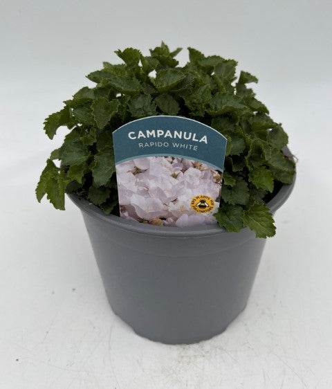 x1 Campanula Rapido White 19cm/3Ltr