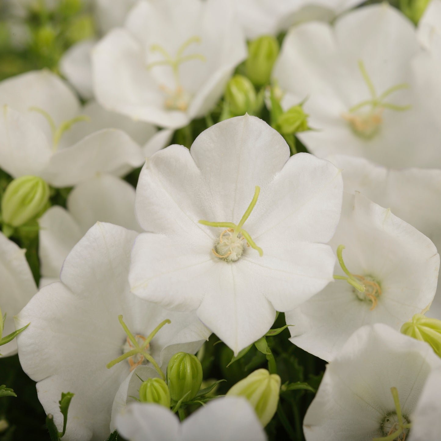 x1 Campanula Rapido White 19cm/3Ltr