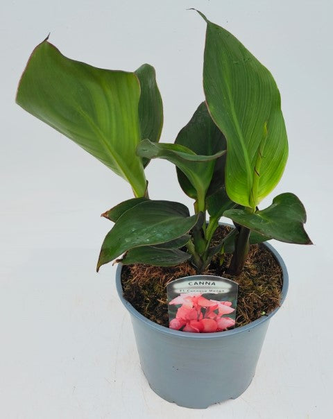 x1 Canna Cannova Mango 19cm/3Ltr