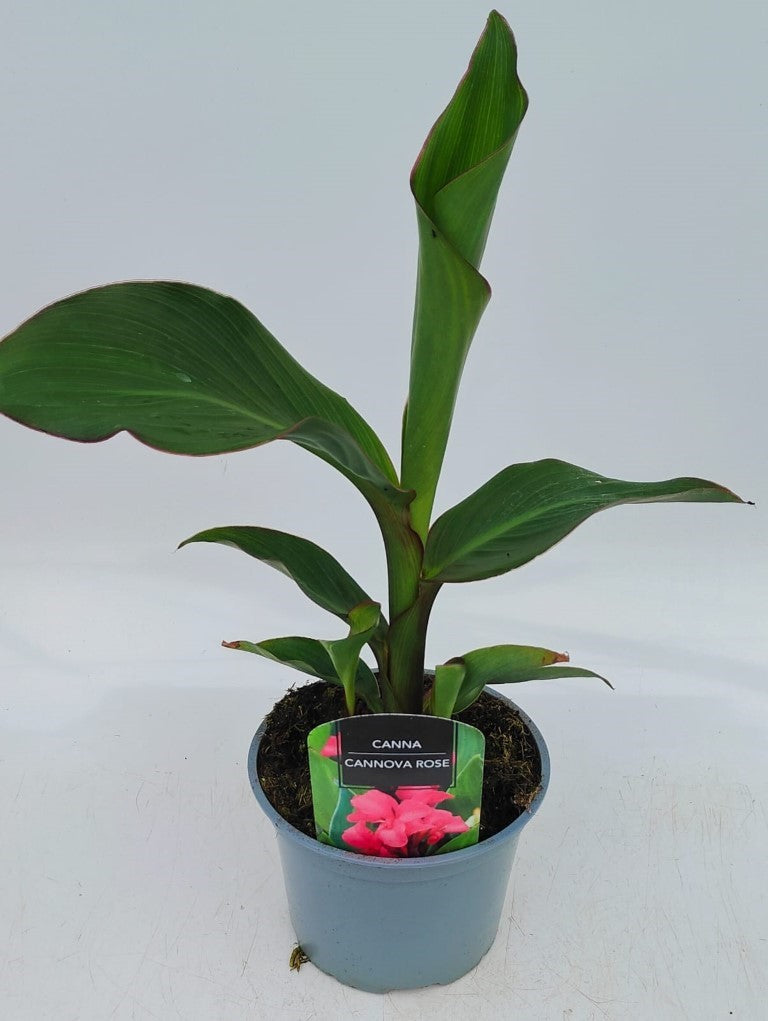 x1 Canna Cannova Rose 17cm/2Litre