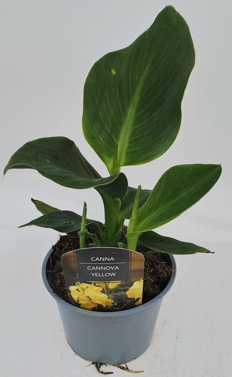 x1 Canna Cannova Yellow 17cm/2Litre