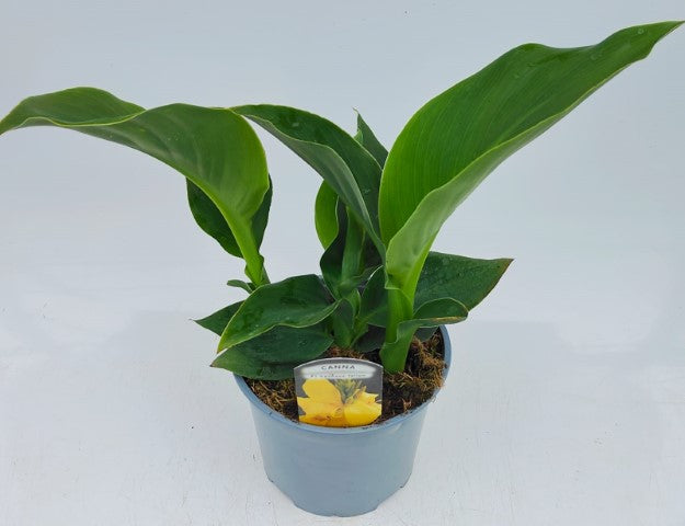 x1 Canna Cannova Yellow 19cm/3Ltr