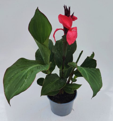 x1 Canna Cannova Rose 17cm/2Litre