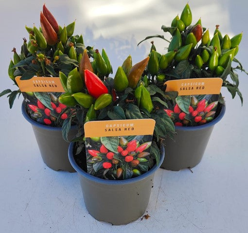 x3 Capsicum Annuum Salsa Red - Ornamental Peppers (NOT Edible Plants) 10.5cm/9cm