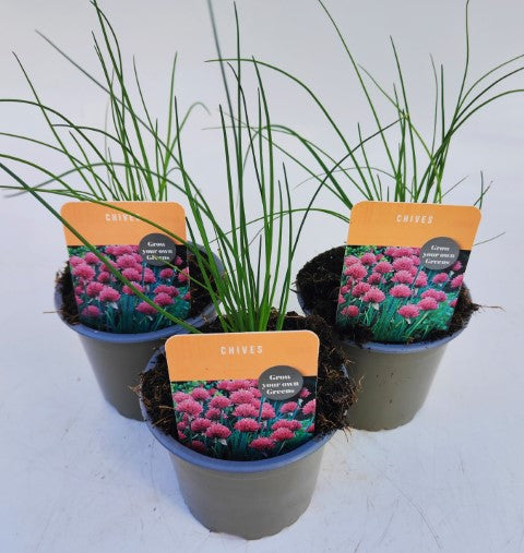 x3 Chives - Aromatic Herb 10.5cm/9cm