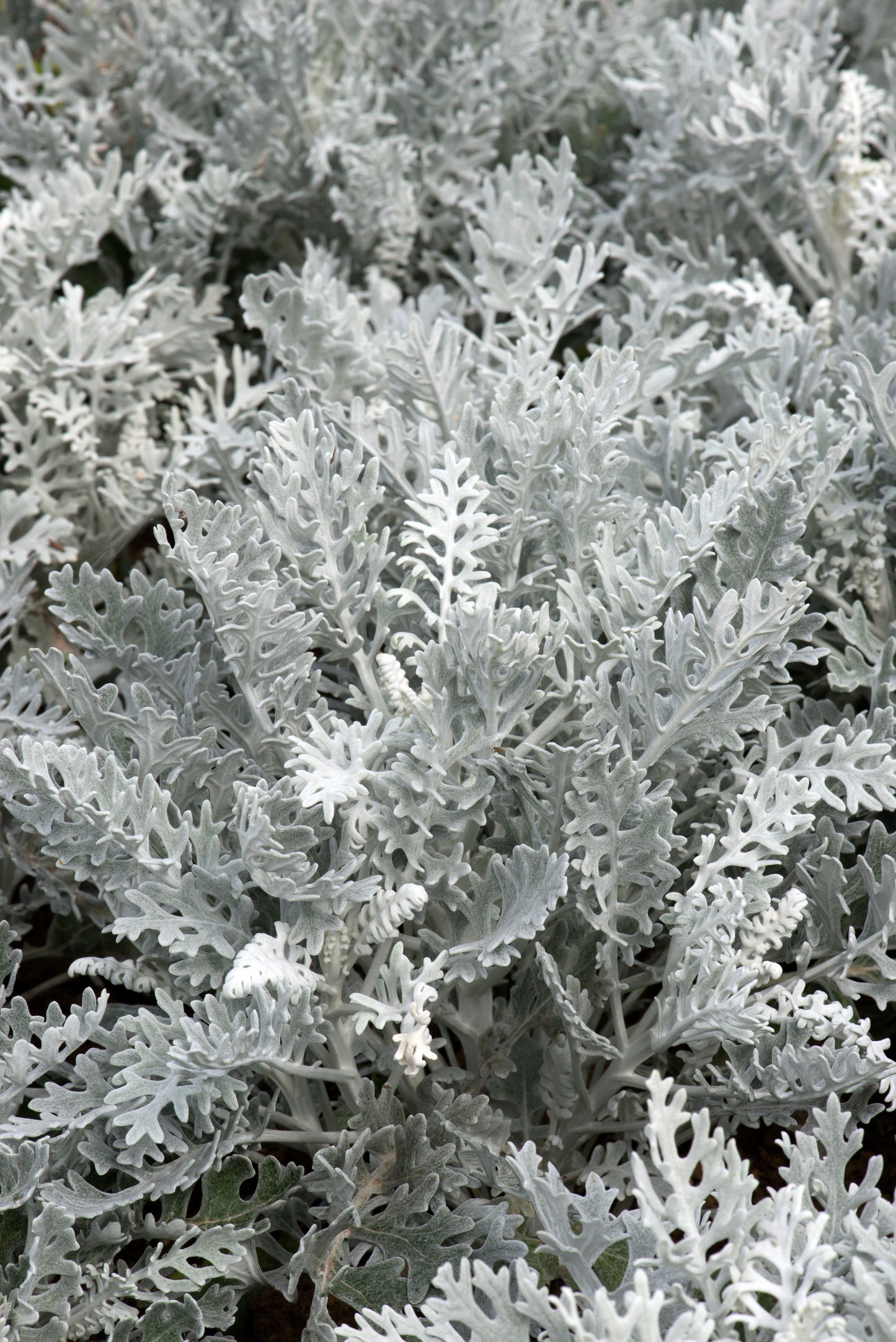 x10 Cineraria Silver Dust - XL Plug Plants