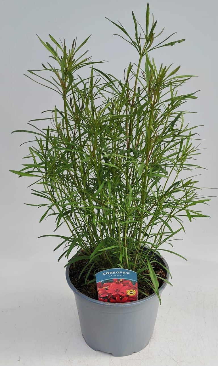 x1 Coreopsis Lady Bird 19cm/3Ltr