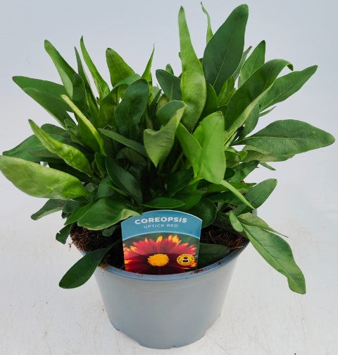 x1 Coreopsis UpTick Red 19cm/3Ltr