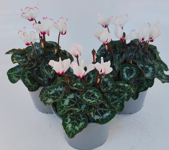 x2 Cyclamen Absolu Victoria Plants in 13cm/1 Ltr pots