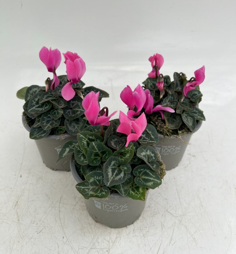 x3 Cyclamen Pink plants 10.5cm/9cm