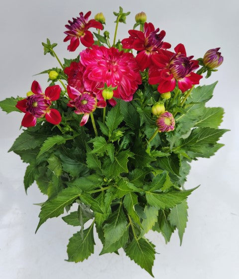 x1 Dahlia Grandahlia Peach 19cm/3Ltr