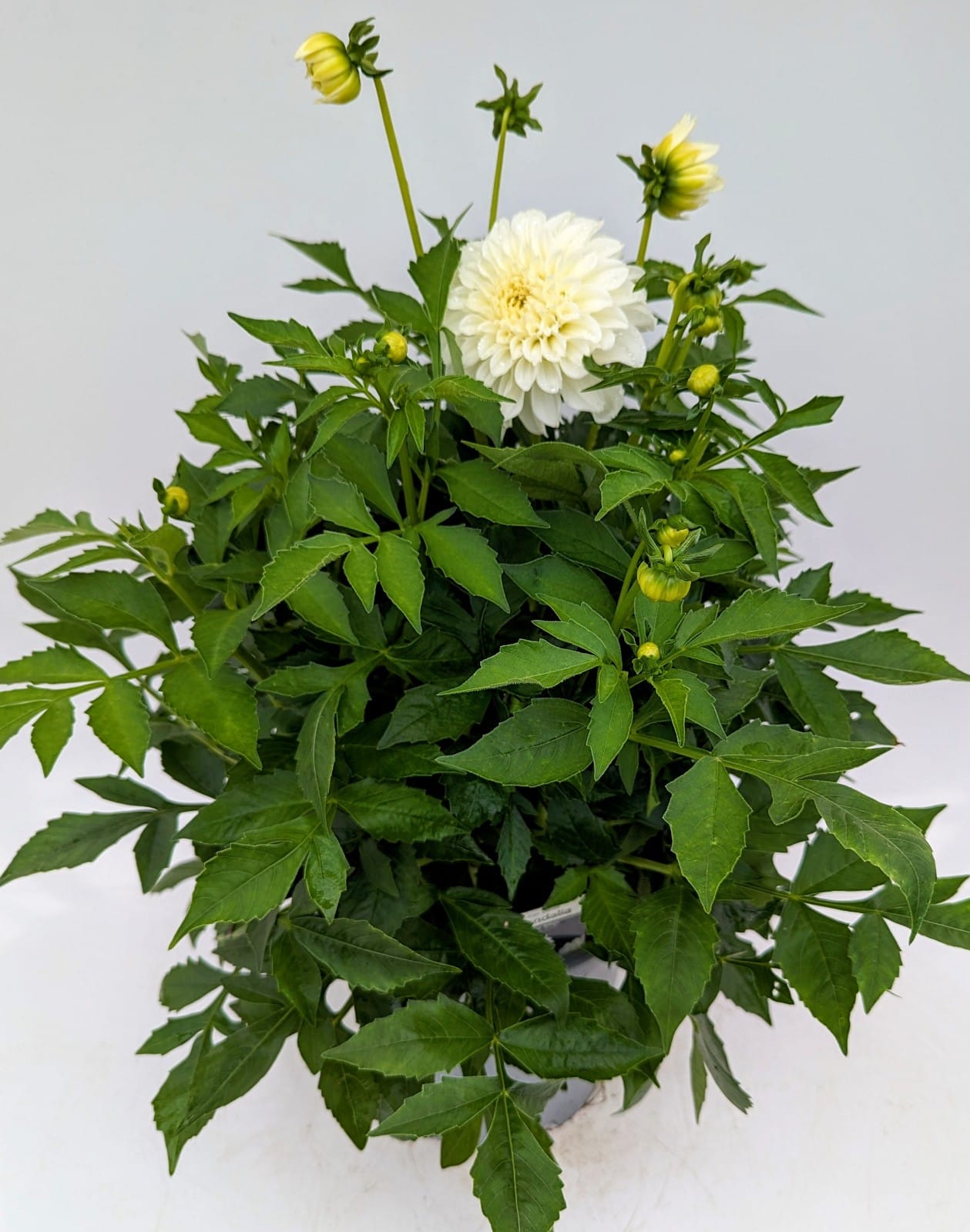 x1 Dahlia Grandahlia White 19cm/3Ltr