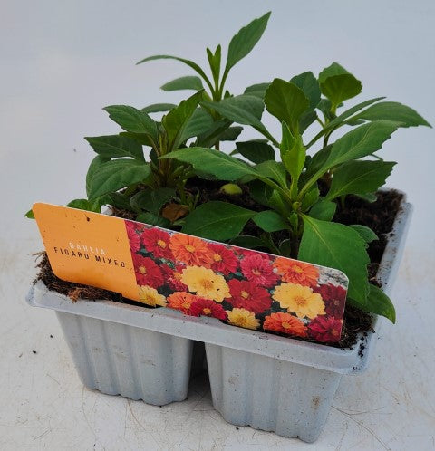 x10 Dahlia Figaro Mix Plug Plants