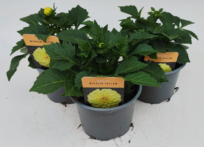 x2 Dahlia Midalio Yellow 13cm/1Litre