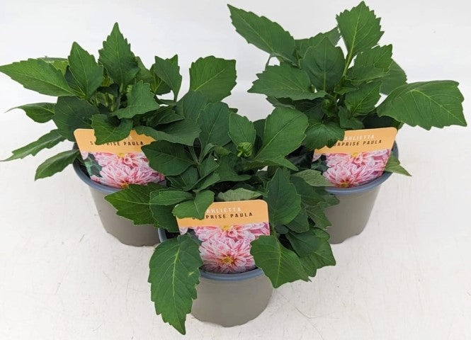 x3 Dahlia Dahlietta Surprise Paula 10.5cm/9cm