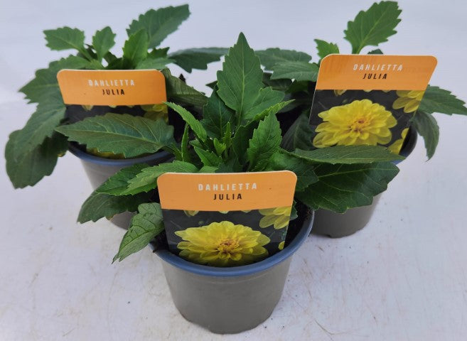 x3 Dahlia Dahlietta Julia 10.5cm/9cm