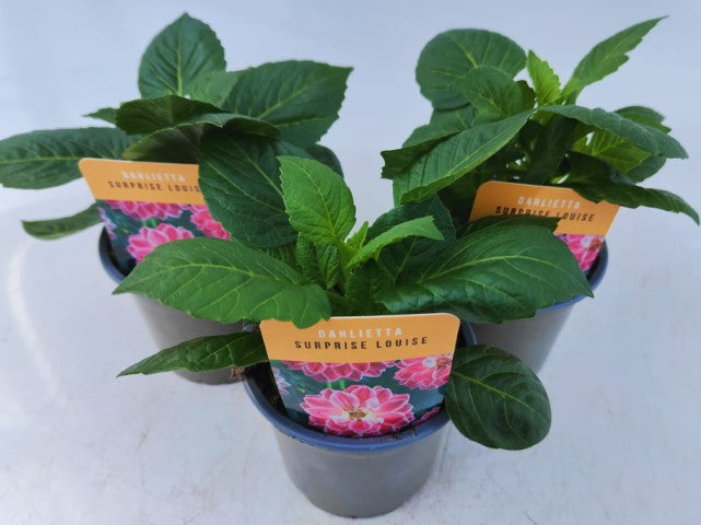 x3 Dahlia Dahlietta Surprise Louise 10.5cm/9cm