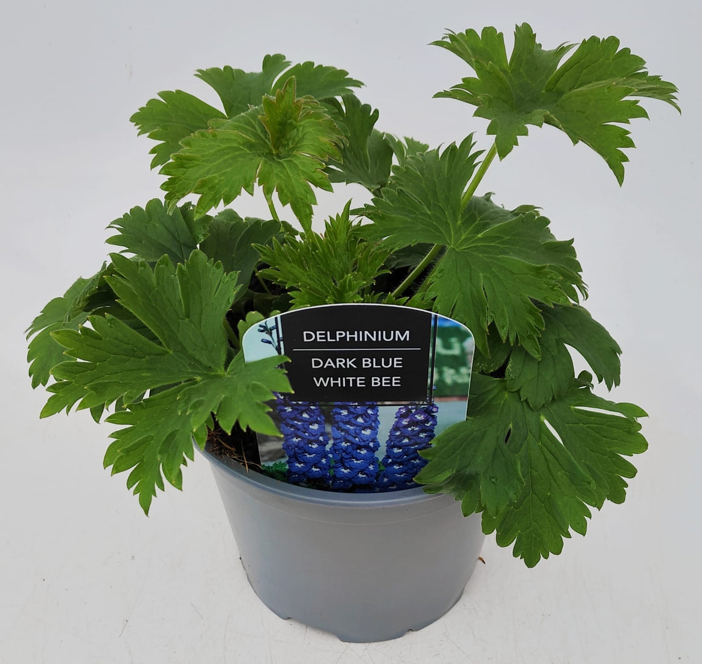 x1 Delphinium Magic Fountain Dark Blue White Bee 19cm/3Ltr