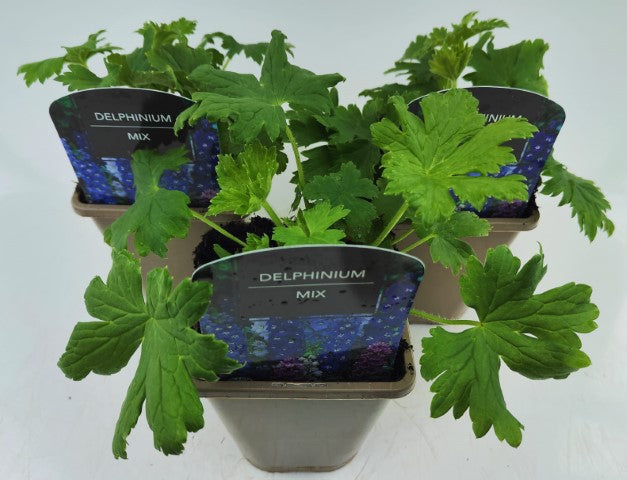 x2 Delphinium Fountain Mix 13cm/1 Litre