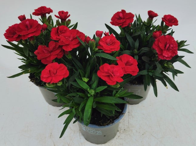 x3 Dianthus Oscar Dark Red 10.5cm/9cm