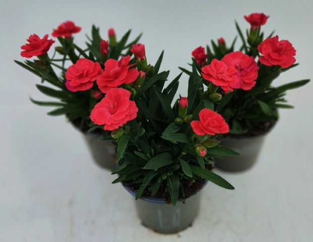 x3 Dianthus Oscar Red 10.5cm/9cm