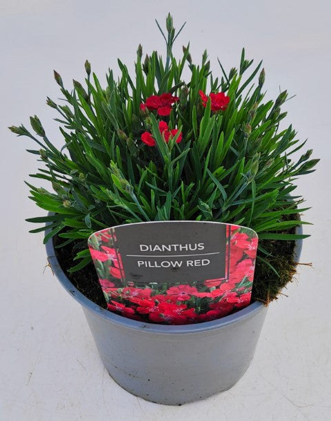 x1 Dianthus Pillow Red - 17cm/2Litre