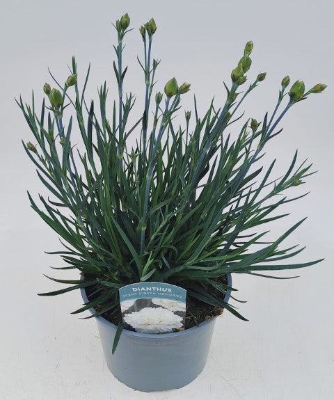 x1 Dianthus Scent First Memories 17cm/2Litre