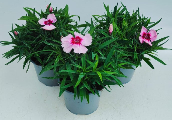 x2 Dianthus Coronet Raspberry 13cm/1 Ltr