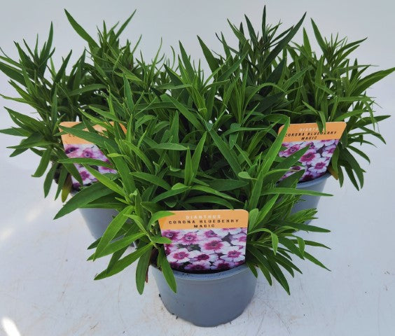 x2 Dianthus Coronet Blueberry Magic 13cm/1 Ltr