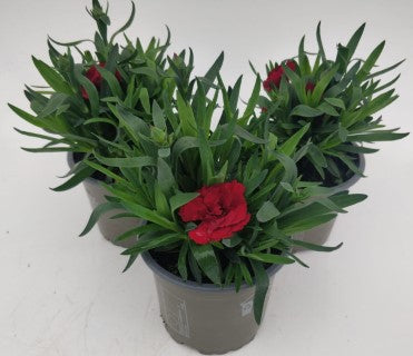x3 Dianthus Oscar Dark Red 10.5cm/9cm