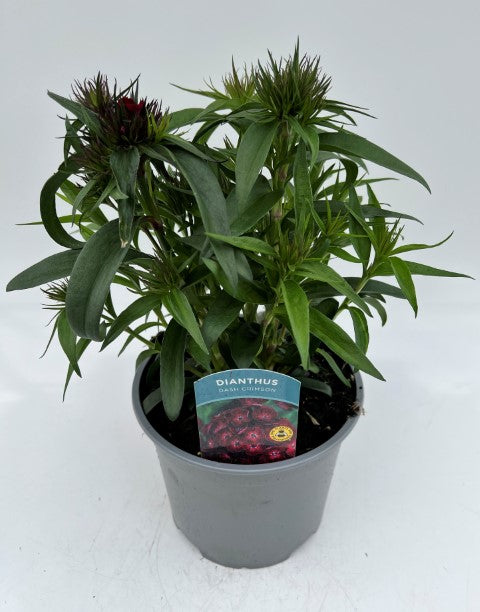 x1 Dianthus Dash Crimson 19cm/3Ltr