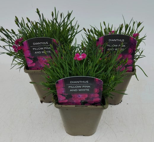 x2 Dianthus Pillow Pink & White 13cm/1Litre