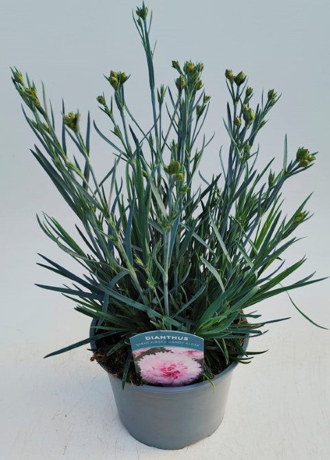 x1 Dianthus Scent First Candyfloss 17cm/2Litre