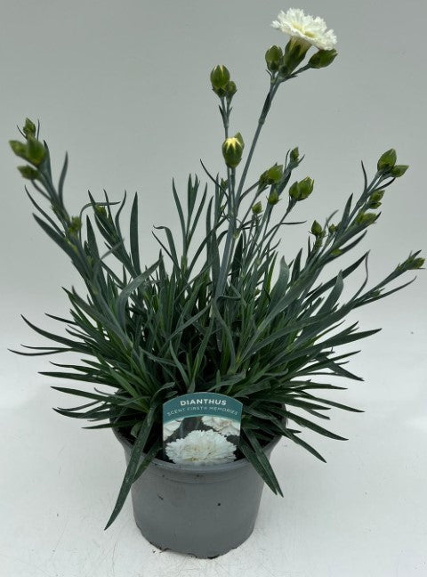 x1 Dianthus Scent First Memories 17cm/2Litre
