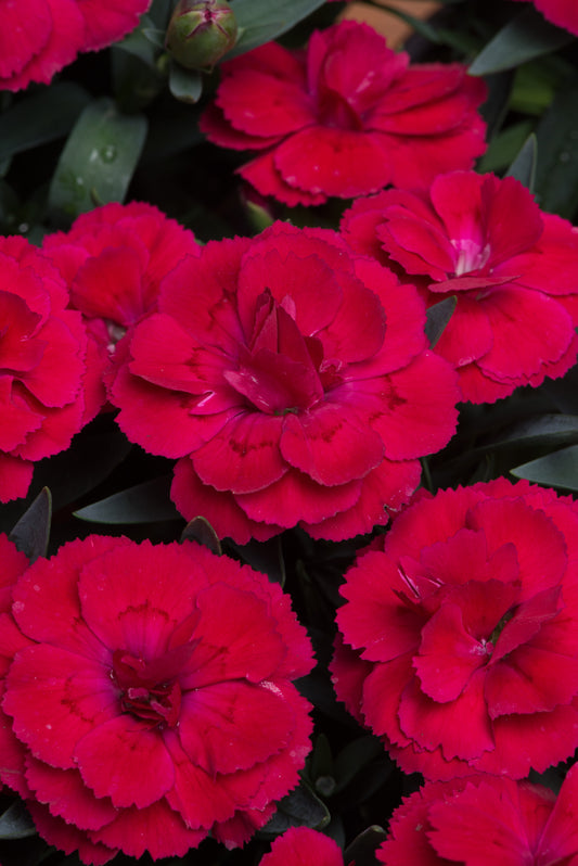 x3 Dianthus Oscar Red 10.5cm/9cm