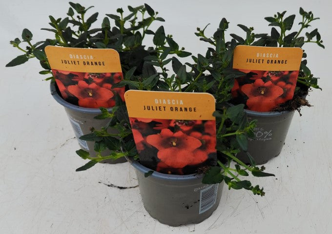 x3 Diascia Juliet Orange 10.5cm/9cm