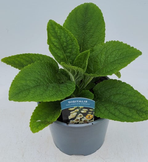x1 Digitalis Dalmatian Cream 19cm/3Ltr
