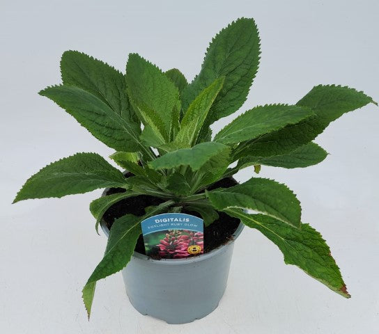 x1 Digitalis Foxlight Plum Gold 19cm/3Ltr